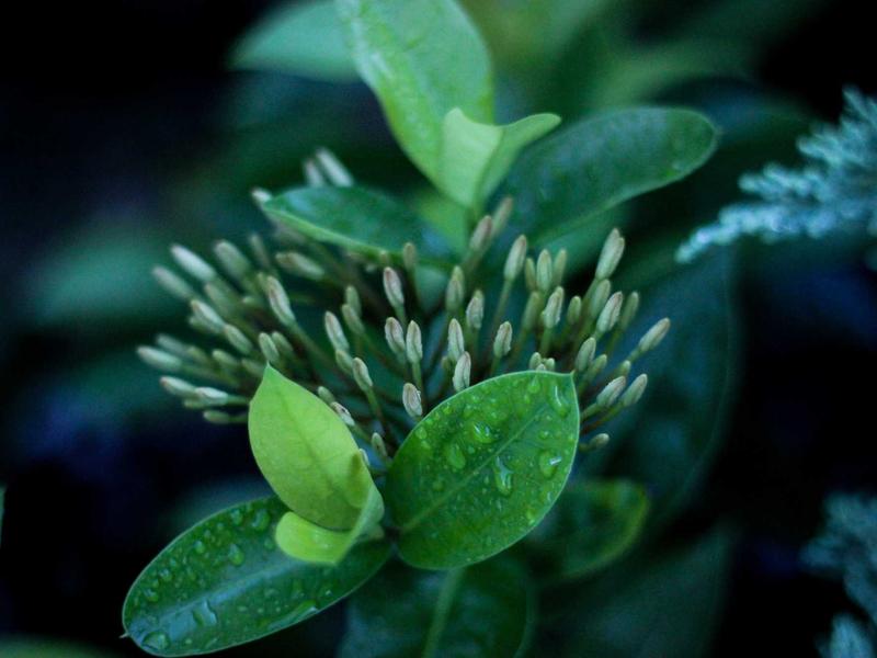 墨西哥亡灵节<br>gitbuvf.cn 万寿菊桥归途